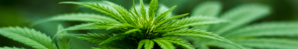 cannabis plant image